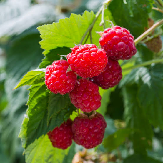 Willamette Raspberry #2
