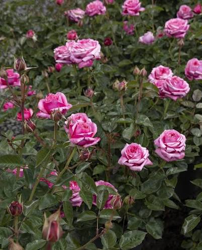 Eau De Parfum Bling Rose