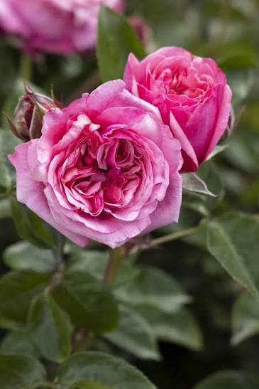 Eau De Parfum Bling Rose