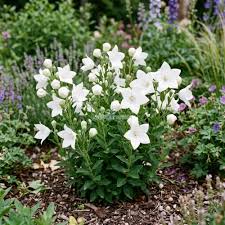 Twinkle White Balloon Flower #1