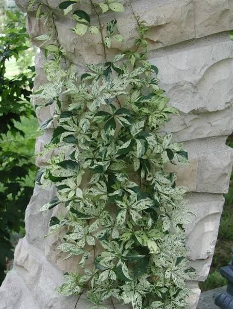 Virginia Creeper Star Showers #2
