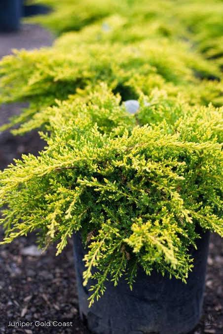 Juniper Gold Coast