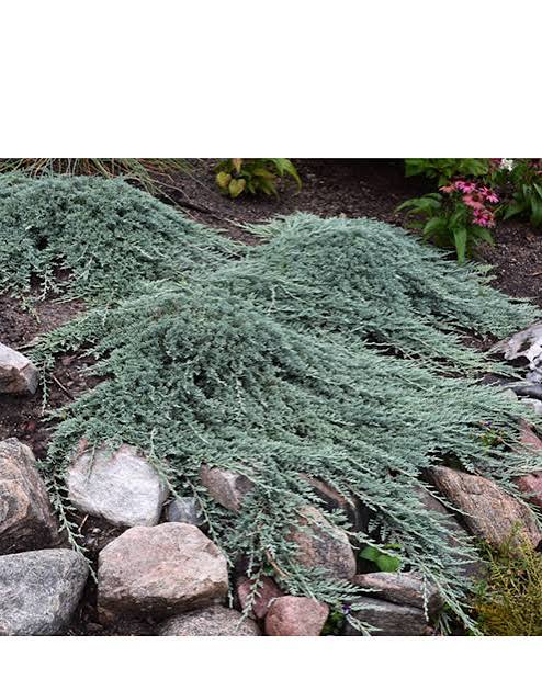 Juniper Icee Blue