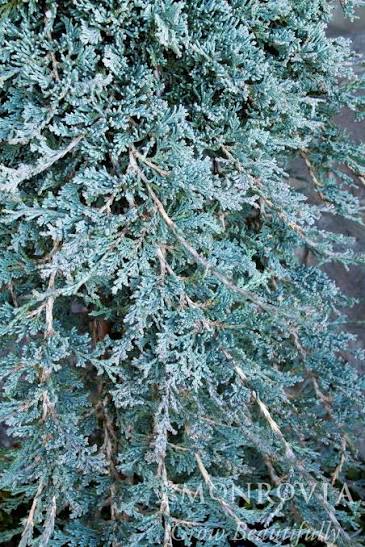 Juniper Icee Blue