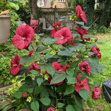 Moonshadow Morello Hardy Hibiscus #2