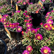 Delos Delmara Fuchsia Ice Plant #1