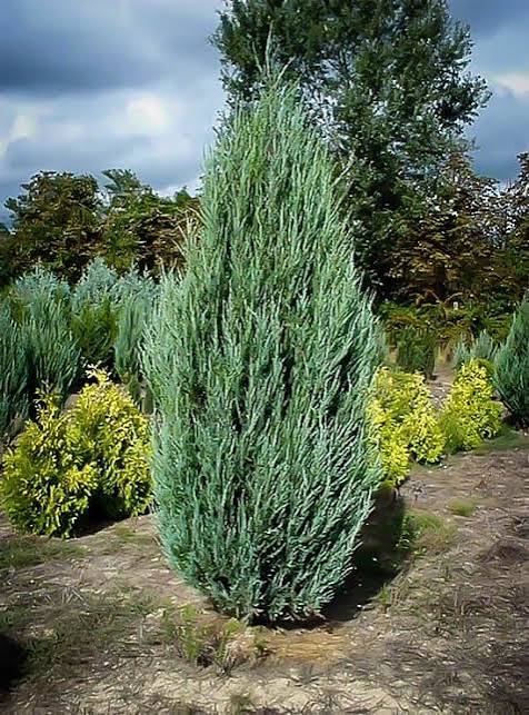Skyrocket Junipers #5