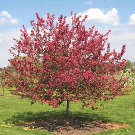 Prairiefire crabapple #15