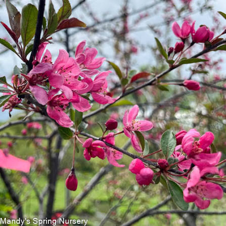 Prairiefire crabapple #15