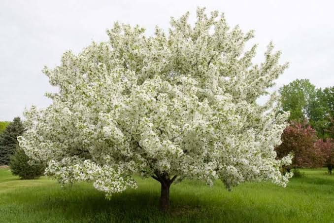Snowdrift Crabapple