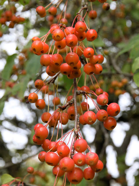 Snowdrift Crabapple