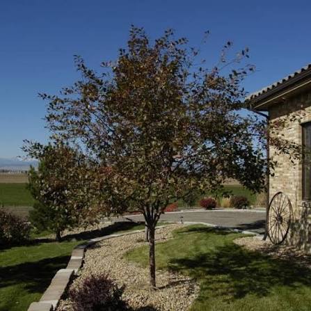 Radiant Crabapple Tree #15