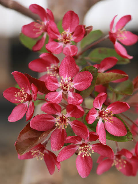 Radiant Crabapple Tree #15