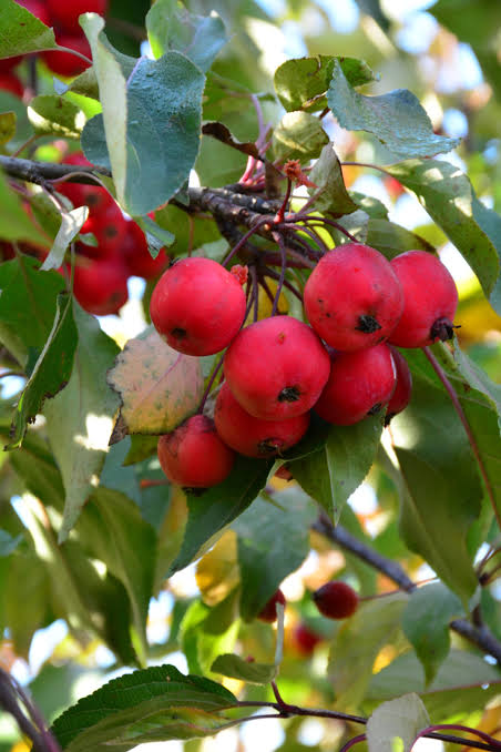 Radiant Crabapple Tree #15
