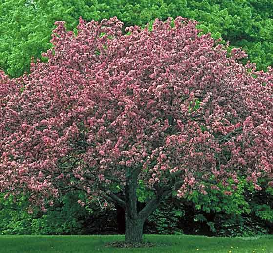 Radiant Crabapple Tree #15
