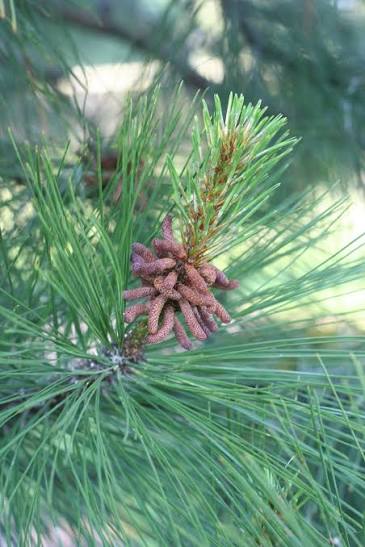 Ponderosa Pine, Sester Select #5 18"-24"