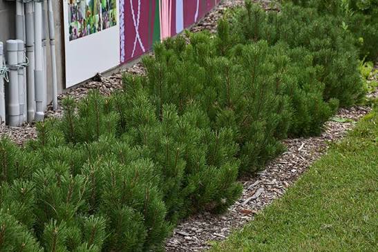 Mugho Pine, Pumilio #5 30"