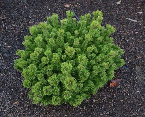 Mugho Pine, Pumilio #5 30"