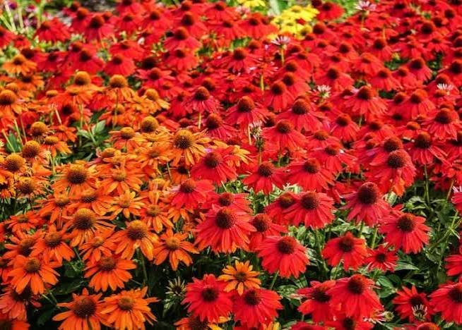 Coneflower Echinacea Sombrero Salsa Red #1