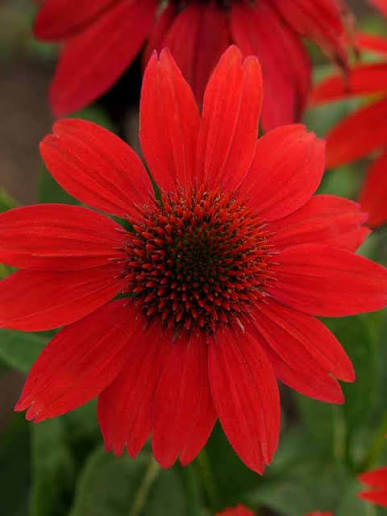 Coneflower Echinacea Sombrero Salsa Red #1