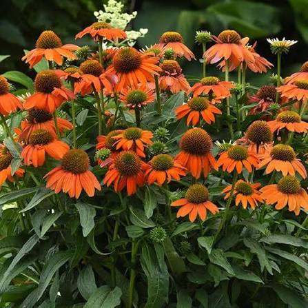 Coneflower Echinacea Soft Orange #1