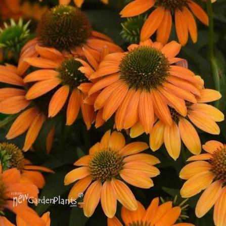 Coneflower Echinacea Soft Orange #1