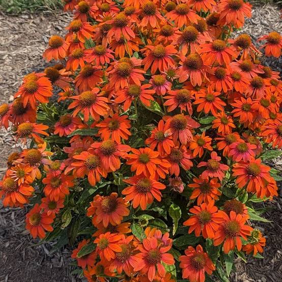 Coneflower Echinacea Sombrero Adobe Orange #1