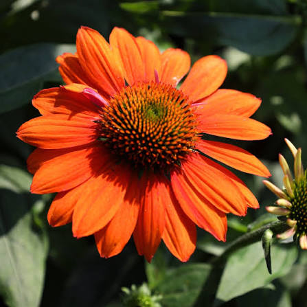 Coneflower Echinacea Sombrero Adobe Orange #1