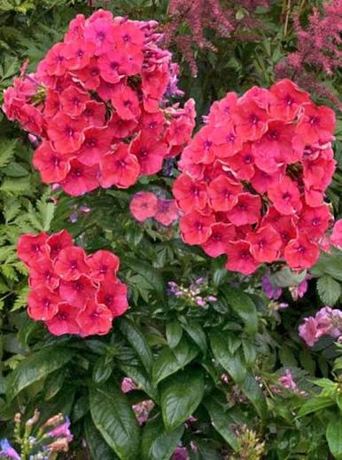 Phlox Flame Coral #1