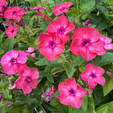 Phlox Flame Coral #1