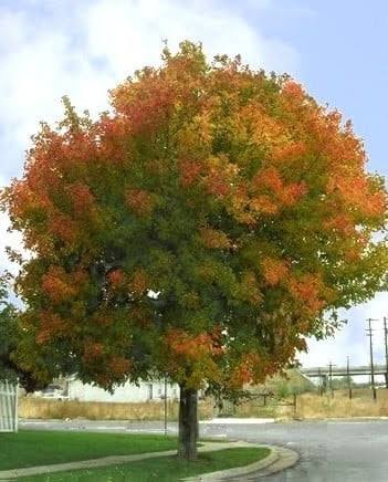 Sensation Boxelder Maple 1.75" B&B