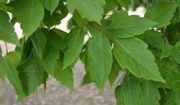 Sensation Boxelder Maple #7