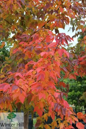 Sensation Boxelder Maple 1.25" B&B