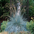 Blue Oat Grass #1