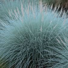 Blue Oat Grass #1