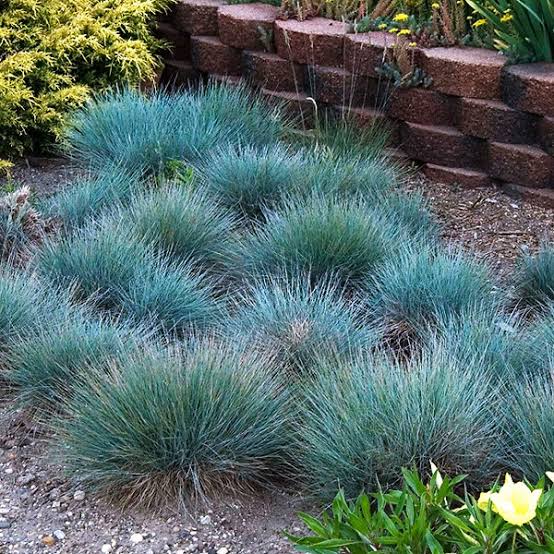 Boulder Blue Fescue #1