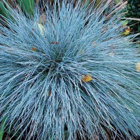 Boulder Blue Fescue #1