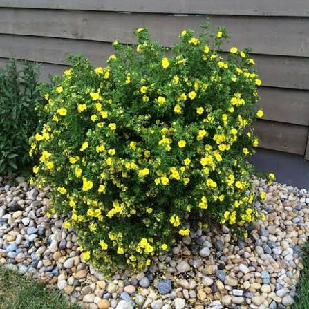 Potentilla Gold Star #2