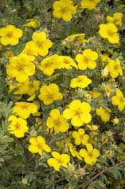 Potentilla Gold Star #2