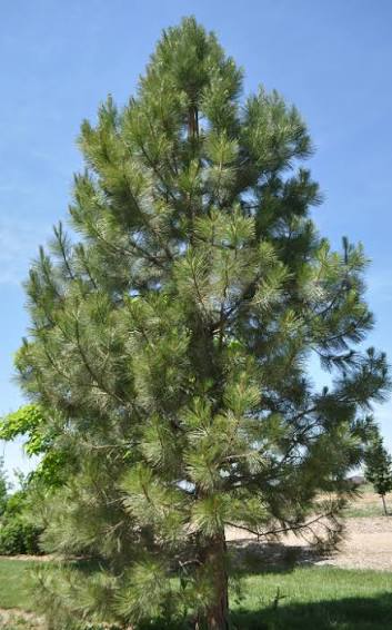 Ponderosa Pine 12"-15"