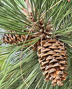 Ponderosa Pine 12"-15"