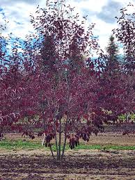 Red Canadian Chokecherry Clump 5/6'