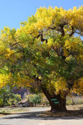 Old School Cottonwood 5' #1.5