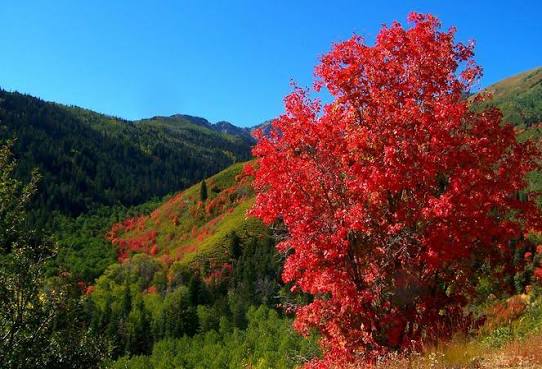 Rocky Mountain Glow Bigtooth Maple