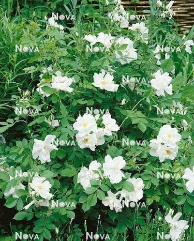 Morden Snow Beauty Rose