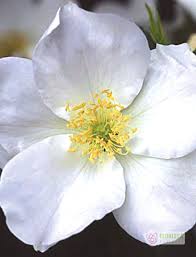 Morden Snow Beauty Rose