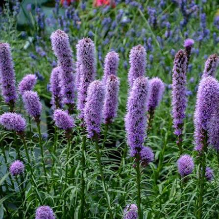 Gayfeather Liatris Kobold #1