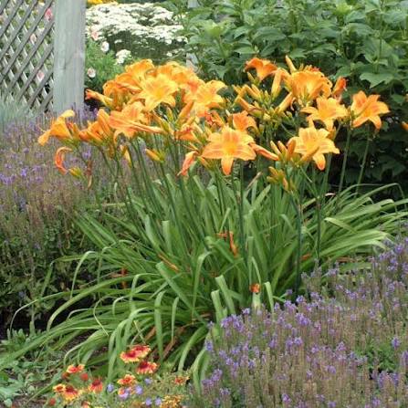 Daylily Rocket City Orange #1