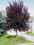 Canada Red Select Chokecherry