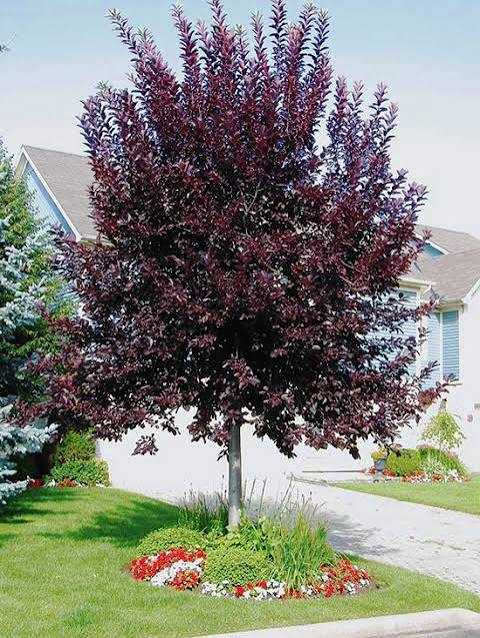 Canada Red Select Chokecherry